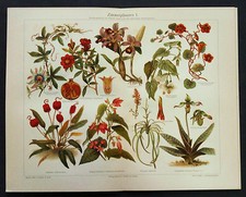 1889 antica.cromolitografia zi usato  Pozzallo