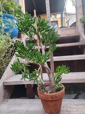 Bonsai jade shrekears for sale  San Diego