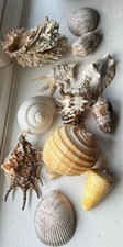 Sea shells bundle for sale  BRIGHTON