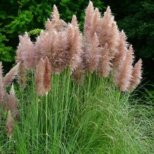 Perfect plants pink for sale  HAILSHAM