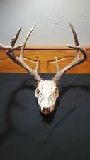 Whitetail deer buck for sale  Tow