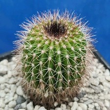 Uebelmannia pectinifera var. usato  Tramonti