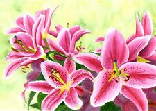 Stargazer lilies botanical for sale  YEOVIL