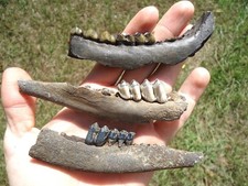 Deer mandible jaw for sale  Tallahassee