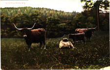 Postcard highland cattle for sale  NEWCASTLE