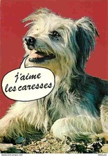 Animaux chiens labrit d'occasion  Fruges