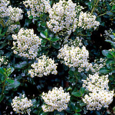 Escallonia iveyi bushy for sale  UK