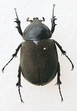Chalcosma atlas female for sale  SLEAFORD