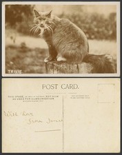 Cartão postal antigo foto real Maine Coon gato gatinho TRIXIE com bigodes proeminentes animal de estimação comprar usado  Enviando para Brazil