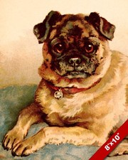 Playful stubborn charming for sale  South Jordan