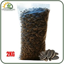 Semi girasole con usato  Monteforte Irpino