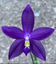 Rare phalaenopsis samera for sale  LONDON