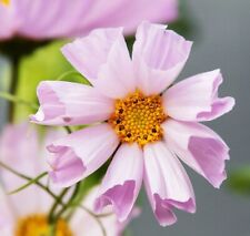 25 semillas COSMOS 'Colibrí Lila'---Semillas de flores--Semillas de plantas--Jardinería--Semillas segunda mano  Embacar hacia Argentina