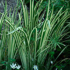 Variegated sweet flag for sale  BUCKFASTLEIGH