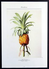 Pineapple redoute botanical for sale  Timberon