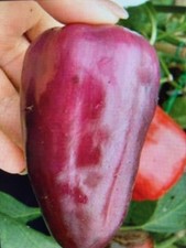 Restposten bio jungpflanzen gebraucht kaufen  Kassel