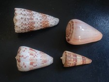 Conchiglia shell lotto usato Conchiglia shell lotto usato  Piombino