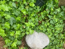 English ivy perennial for sale  Cape May Court House