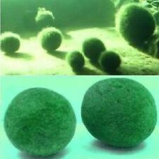 Moosball winterhart immergrün gebraucht kaufen  Kaiserslautern