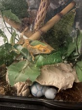 Crested gecko gallon for sale  Huntingdon Valley