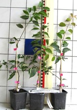 Prunus mume rosa gebraucht kaufen  Bad Bergzabern