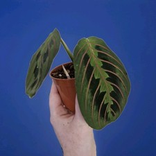 Maranta fascinator tricolour for sale  BARROW-IN-FURNESS