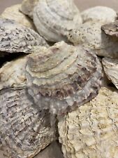 24x oyster shells for sale  KIRKWALL