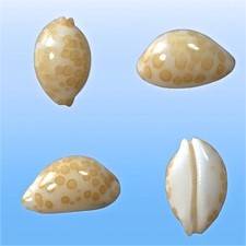 Cypraea mariae kwajalein usato  Roma