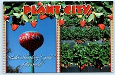 Plant city strawberry for sale  Surprise