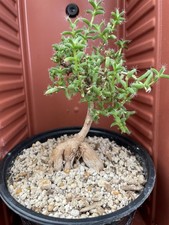 Trichodiadema bulbosum african for sale  Gilroy