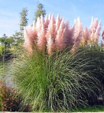 Pink pampas grass for sale  FRESHWATER