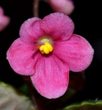 African violet robs for sale  Sparks
