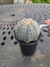 Astrophytum onzuka mix d'occasion  Houilles