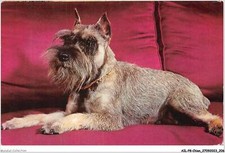 Ailp8 0815 chien d'occasion  France