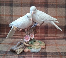 Maruri pair doves for sale  DARWEN
