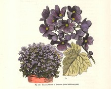 Stampa antica fiori usato  Lecco