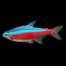 12x cardinal tetra for sale  Lyndhurst