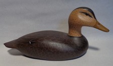 Miniature black duck for sale  Depew