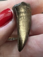 Small rex tooth for sale  Miles City