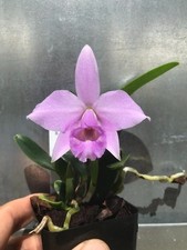 Laelia barbara tague for sale  Diamond Bar