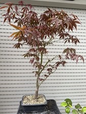 Acero palmato atropurpureo usato  Italia