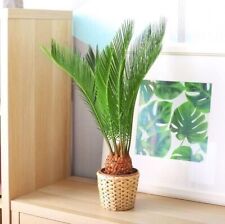 Sago palm seeds for sale  Chariton
