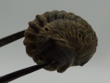 Fossil trilobite flexicalymene for sale Fossil trilobite flexicalymene for sale  CIRENCESTER
