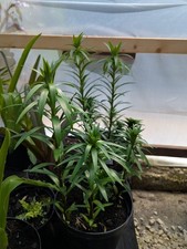 Potted lilly lilium for sale  SANDY