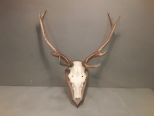 Trofeo corna cervo usato Trofeo corna cervo usato  Brescia