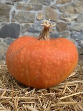 Zucca rossa siciliana usato  Cagliari