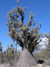 Beaucarnea gracilis rare for sale  Miami