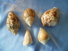 Versch meeresschnecken conus gebraucht kaufen  Bretten