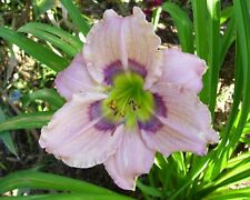 Maude valentine daylilies for sale  Portland