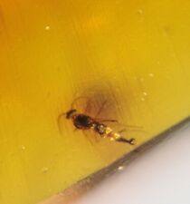 MA26  AMBAR FÓSIL con Mosquito, 99 millones años, cretácico Burmite. segunda mano  Embacar hacia Mexico